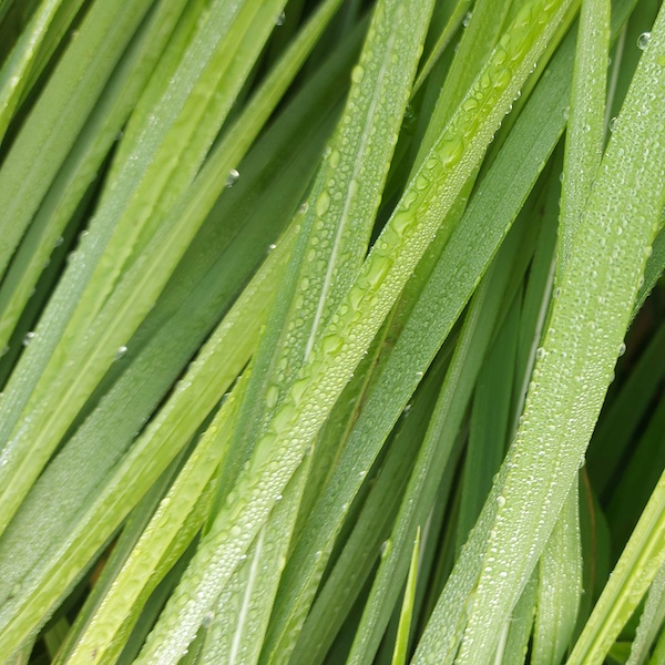image of green plants